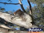Koala on Branch at Yanchep National Park Boardwalk