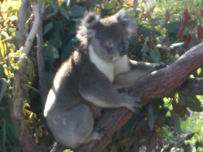 Koala in Tree at Yanchep National Park Boardwalk . . . VIEW ALL YANCHEP (KOALA BOARDWALK) PHOTOGRAPHS