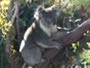 Koala in Tree at Yanchep National Park Boardwalk