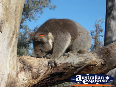 Koala at Yanchep National Park Boardwalk . . . CLICK TO VIEW ALL YANCHEP (KOALA BOARDWALK) POSTCARDS