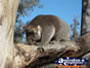 Koala at Yanchep National Park Boardwalk