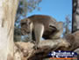 Yanchep National Park Koala Boardwalk