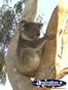 Koala Boardwalk in Yanchep National Park
