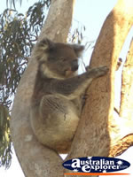Koala Boardwalk in Yanchep National Park . . . CLICK TO ENLARGE