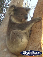 Koala in Tree at Yanchep National Park Koala Boardwalk . . . CLICK TO ENLARGE