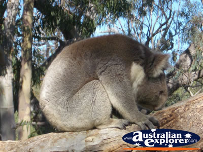 Hungry Koala at Yanchep National Park Koala Boardwalk . . . VIEW ALL YANCHEP (KOALA BOARDWALK) PHOTOGRAPHS