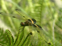 Dance Of The Dragon Fly