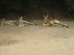  Lazy Kangaroo Family