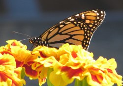 Beautiful Monarch Butterfly