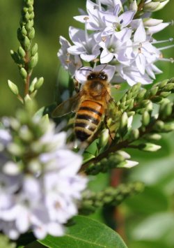 Buzzzz