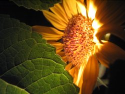 Sunflower Beauty By Night