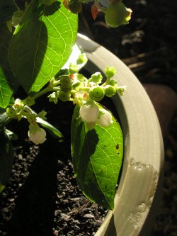 1st Bloom