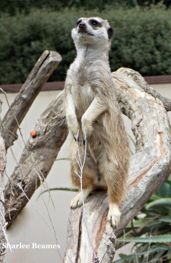 Meerkat
