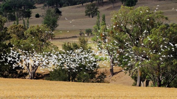 Flight Of The Corellas