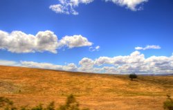 The Open Field
