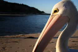 Time For His Close Up