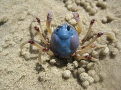 Soldier Crab