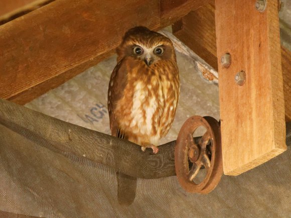 Bubook Owl In Back Shed