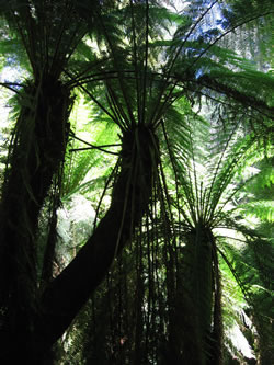 Tarra Valley Rainforest Footbridge