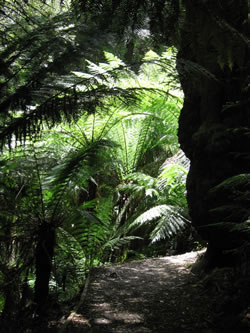 Tarra Valley Rainforest Footbridge