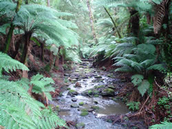 Tarra Valley Rainforest Footbridge