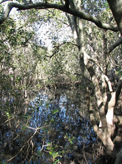 Mangroves