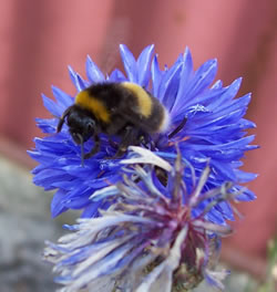 Busy Bumble Bee