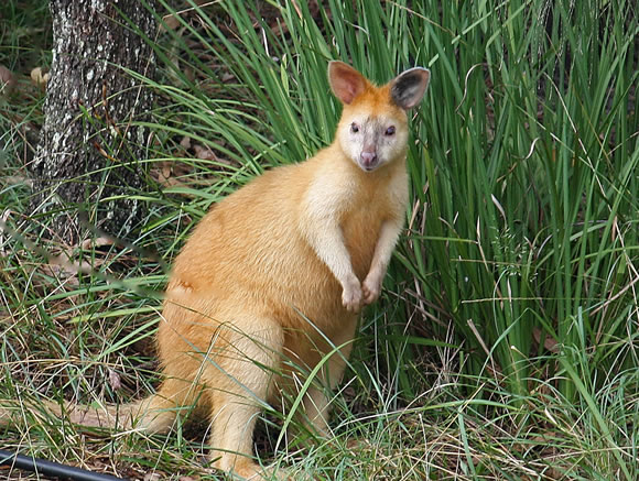 Blonde Wallaby