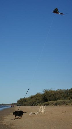 Dogflyskite