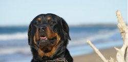 Rottishine