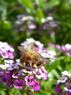 Bee-utiful