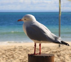Seagull