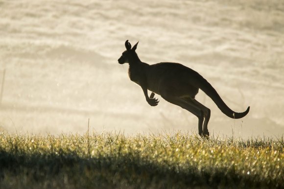 Kangaroo At Dawn