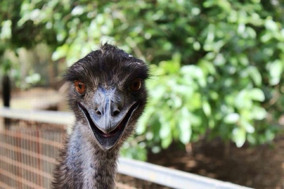 Happy Emu