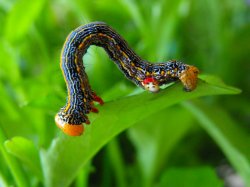 Caterpillar Munching....