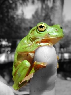 Froggy