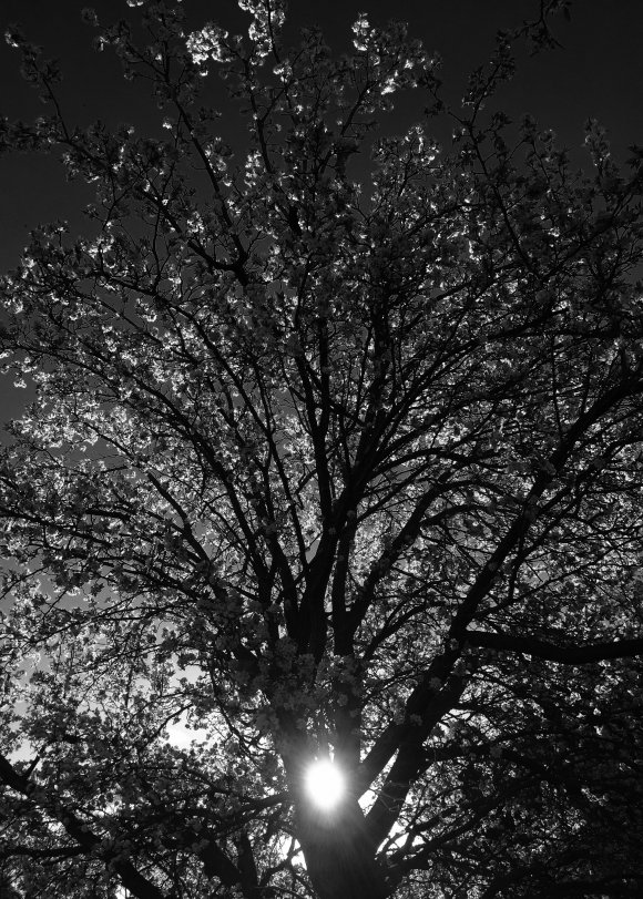 Tree Spirit