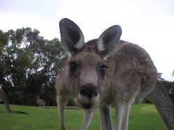 Mr. Kangaroo
