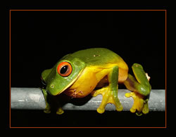 Orange Eyed Tree Frog
