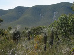Grass Trees