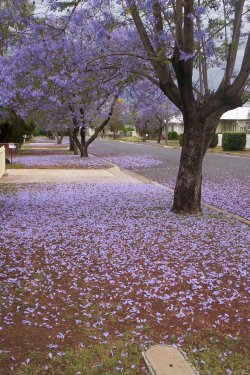 Blossoms In Street