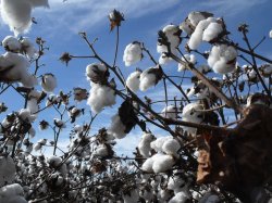 Australian Cotton - The Best There Is