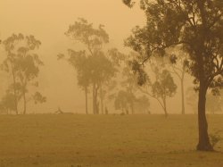 Foggy Morning