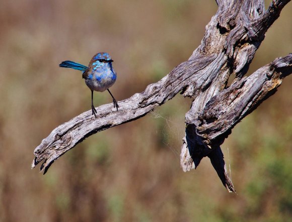 Slendid Fairy-wren In Eclipse