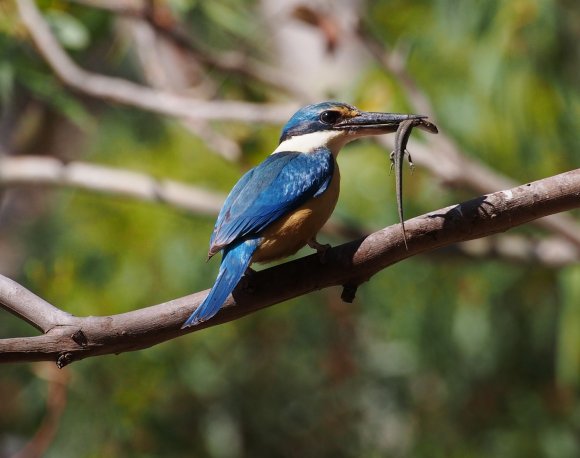 Sacred Kingfisher And Skink