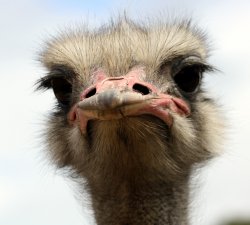 Inquisitive Ostrich!