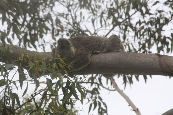Hungry Koala