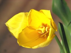 Yellow Tulip