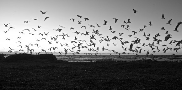 Freedom