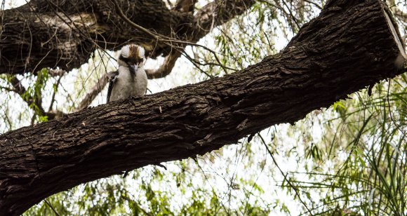 Kookaburra Sits In The Old Gumtree